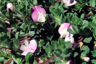 Ononis repens ssp maritima